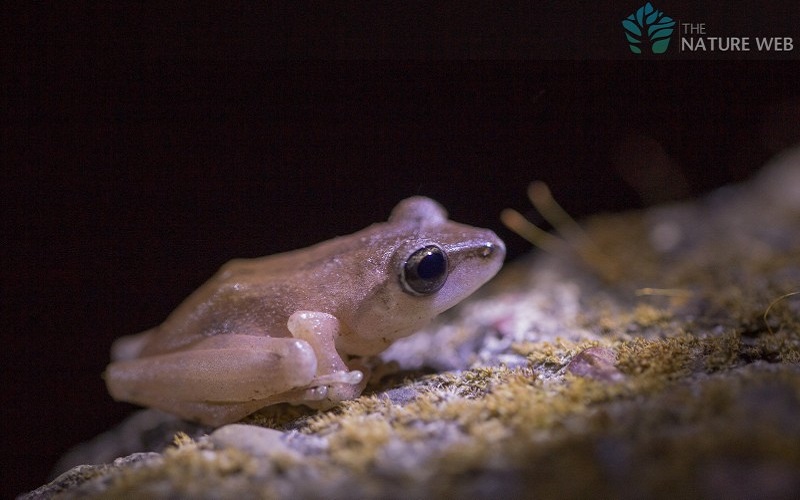 Amboli Bush Frog